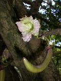 Parmentiera edulis
